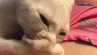 Purring Kitten Makes the Cutest Noise Ever!