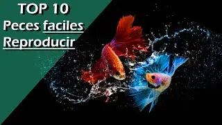 104🚸.- TOP 10 Peces FÁCILES de REPRODUCIR (¡NO SON los Típicos Guppy, Molly, Platy o Xipho!)