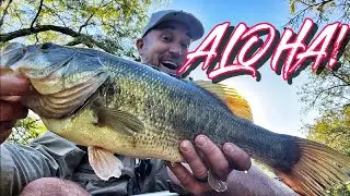 Самая большая большеротая рыба года - Scuba Hawaii - Bowfin PB!
