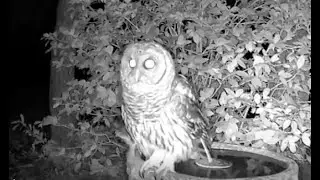 Left Our Trail Cam Outdoors for 1 Year...We Never Expected THIS!