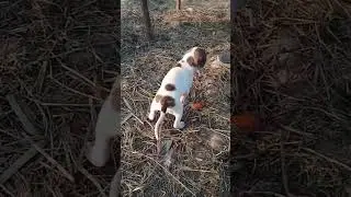 cute bully female puppy #bullydogs #BullyDogPakistan #bullyworld ##puppies