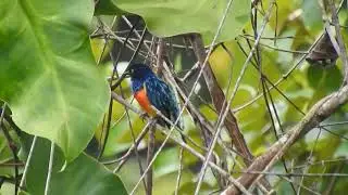 DACNIS BERLEPSCHI-CRISTIAN FLOREZ PAI