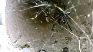 Western Black Widow Spiders in the bike tunnels of Phoenix