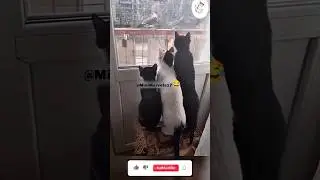 Laugh Out Loud: Cats' Hilarious Reactions to Pigeons!😹🕊️ #funnycats#shorts