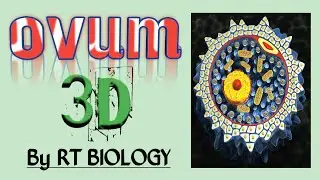 3D Video Biology || OVUM || Complete Anatomy