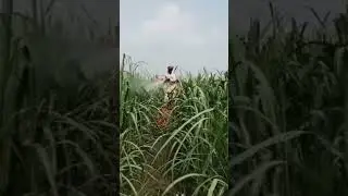 C O C Spray in sugarcane plants crops @KrishikiBaat