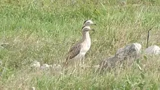Double-striped Thick-knee, Burhinus bistriatus pediacus, Hatonuevo, Colombia, 26 Oct 2016 (2/2)