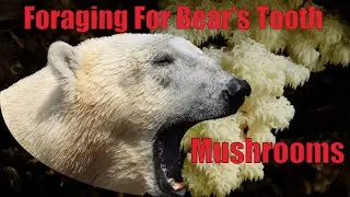 Foraging For Bear's Tooth Mushrooms - Hericium americanum