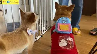 The dog love story part 21/@MAIPM1102 #dog #animal #reels #doglover #sweetdogs #sweetdogs #pet
