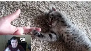 Name our New Kitty! Ninja Kitty! Updates: D3, LiveStream + Recaps