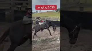 Bucking horse #shorts #shortvideo #horse