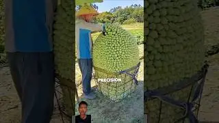 Как фермеры превращают урожай в искусство! #шорты