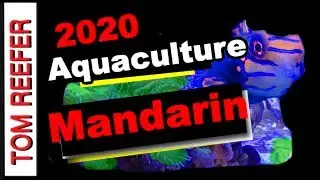 Nano Reef Tank  MANDARIN !  Tank raised and CARE REQUIREMENTS !