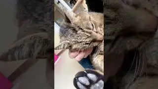 Neera, a RappCats rescue