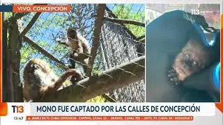 Mona escapó de zoológico de Concepción