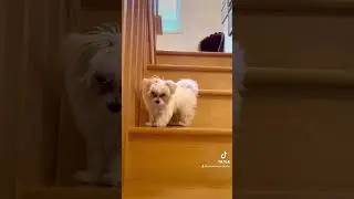 #dogmom #dogdad #dogmomlife #morkie #yorkie #yorkiegram #indiandog #indiandogs #toypoodle #shitzu