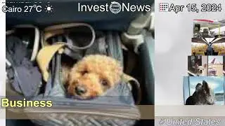 [Latest]Pet Policies for Delta Air Lines, United Airlines, American Airlines and Other Domestic Ca