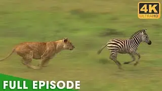 PREDATOR VS PREY | The Brutal Reality of Serengeti | Nature Animal Documentary