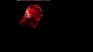 Fish swimming #shorts #ai #sora #chatgpt #openai