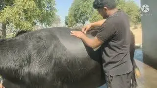 कैसे करें भैंसों की कटिंग??? कटिंग के फायदे और नुकसान Buffalo hair cutting