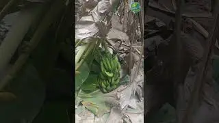 Banana Tree Coleps Rain Stom Dav'S Village #nature #fruit #greening #gardening #garden #farming