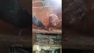 يونس.الحمام.علي.الحمام