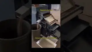 Mealworm Sorting Machine in Australia! How does Mealworm Separator Work? #mealworms #australia