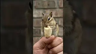 Small Squirrel, Giant Banana 🍌🐿️&rdquo;#Short #10ksubscribers