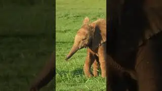 Cute Animals | Meet the Cutest Baby  | Ever Seen Like This