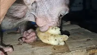 Give bananas to baby monkeys at night.