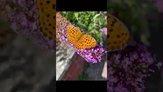 Geführte Meditation - Ankommen, Loslassen