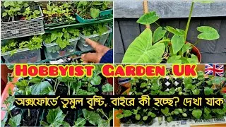 100 per cent rainy days my Hobbyist Garden UK update | Garden tour in May 2024