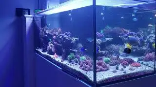 Red Sea Reefer 650 Peninsula