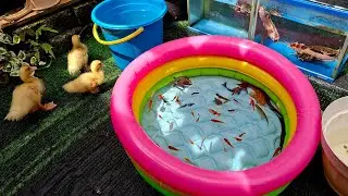 Unboxing ikan hias, tangkap bebek,kurakura,bulus,snail,ikan cupang,ikan lele,belut,ikan sapu sapu