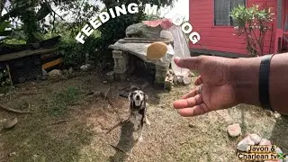 This is a cool way to feed your dog in Jamaica 🐕🇯🇲