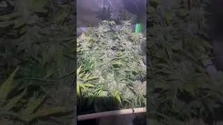 DAY.56.FLOWER#viralvideo #foop #floweringplants #indoorgrowing #metal #canopy #trellis #harvest #2x2