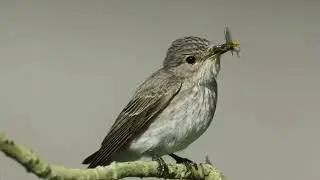 Spotted Flycatcher Call