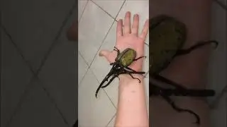 Impressionate Scarabeo Ercole #beetle #hercules #insects #animals