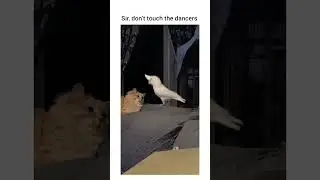 Your bird is on beat?!?!