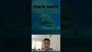 факты об акуле #shark #teeth #sharkteeth #зубы акулы