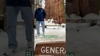 USA 🇺🇸 Biggest tree General Sherman says #shorts #travel