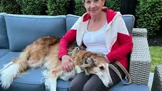 Sighthounds in S,M,L & XL