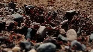 Harvester Ants