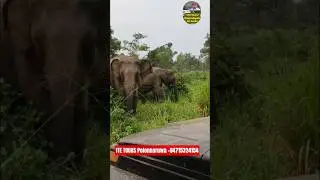 Wild elephants up close 🐘🔥Hurulu Eco Park Safari | #ITEToursPolonnaruwa #HuruluEcoPark #elephant#