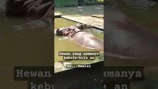 Kuda Nil #viral #reels #shorts