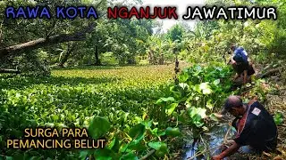 WED44N!! BELUT BABON RAWA NGANJUK berhasil di taklukan