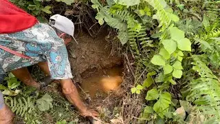 KEMUNCULAN RAJA LEMBAT SETELAH PENCARIAN SELAMA TUJUH HARI PENUH TANPA HENTI…