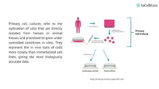 What are primary cells  advantages and limitations