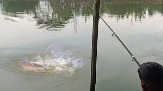 Incredible Big Fish Catching from a Small Village Pond! | Using Hook