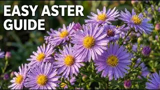 How to Grow Asters | Planting, Care & Uses of Asters (Beginner Friendly Guide)